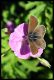Eumedonia eumedon male.jpg
