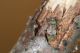Leiopus_nebulosus_IMG_9956.JPG