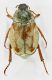 hoplia 2.jpg