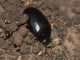 Platydema_violaceum_Ciciliano_28-III-2011.jpg