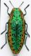 ovalisia gloriosa.jpg