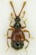tn_Pselafidae 3pg.jpg