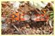 Spilostethus pandurus.JPG