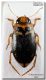 20090510184403_Nebrioporus martinii sardus_ Sardegna.jpg