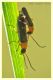 Cantharis_nigricans.JPG