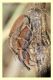 Curculionidae (1).JPG