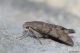 DSC_4474pbase.jpg