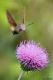 macroglossum stellatarum29r.jpg