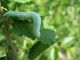U-0259L1 - F035.30 - Vigne, bruco e compagnia - 9 MAG 2009 195.jpg