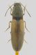 tn_Elateridae.jpg