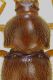 Schidmaenidae 2 dettaglio.jpg