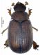 G thiniensis .JPG