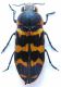 Buprestis sanguinea 005.jpg