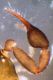 Geogarypidae 1.jpg