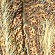 Julodis_sommeri_Puerto_Lumbreras_24-VI-1989_32mm_costa.jpg
