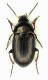 02 Amara sp. - mm. 9 - S.Nicolo 27-XI-2010 .jpg