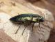 Buprestis flavoangulata baetica, female.jpg