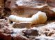 Sierra Nieves, larva prepupa.jpg