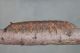 Odonestis pruni7.JPG