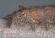 Odonestis pruni5.JPG