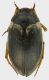 Dytiscidae_Maccarese_27-III-2011_3,7mm.jpg