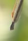 IMG_5157 Sympecma.jpg