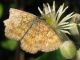 U-3012 - F037.85 - sui fiori di Clematide - 22 LUG 2009 137.jpg