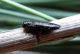 P spinipennis carmenae.jpg