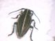 DSCN4103.JPG