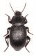 Tnbr02_small.JPG