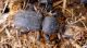 Tenebrionidae_Scaurus_SPAGNA 2011 008.jpg