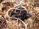 Tenebrionidae_Scaurus sp_SPAGNA 2011 006.jpg