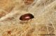 Attagenus_ad02a.jpg