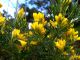 Genista linifolia_SPAGNA 2011 036.jpg