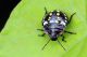 coccinella 43.jpg