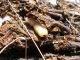 Dorcadion mucidum rondense_larva_Ronda 102.jpg