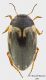 Hydroporus_tessellatus_piccola.jpg