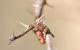 Coleoptera.jpg