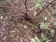 Trichoferus magnanii_Cortijo Nuevos_Cistus_SPAGNA 2011 158.jpg