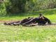 Cavallo_2_Tolfa_4-IV-2011_OL040.JPG