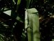 acrididae canna 1.JPG