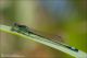 Ischnura_elegans_M_4682.jpg