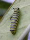 Danauslarva.jpg