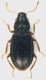 Hydraenidae_Tolfa_4.IV.2011_2mm.jpg