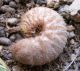 Aethiessa martini larva.jpg