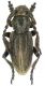 4-Iberodorcadion amori_male_pubescens_Pontones 021.jpg