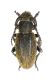1Iberodorcadion amori_female_Pontones 020.jpg