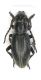 5-Iberodorcadion amori_female_glabrous_Pontones 027.jpg
