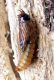 pupa2.jpg