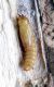 pupa 1.jpg